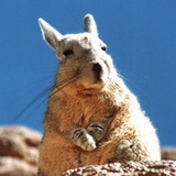 Uyuni - Viscacha